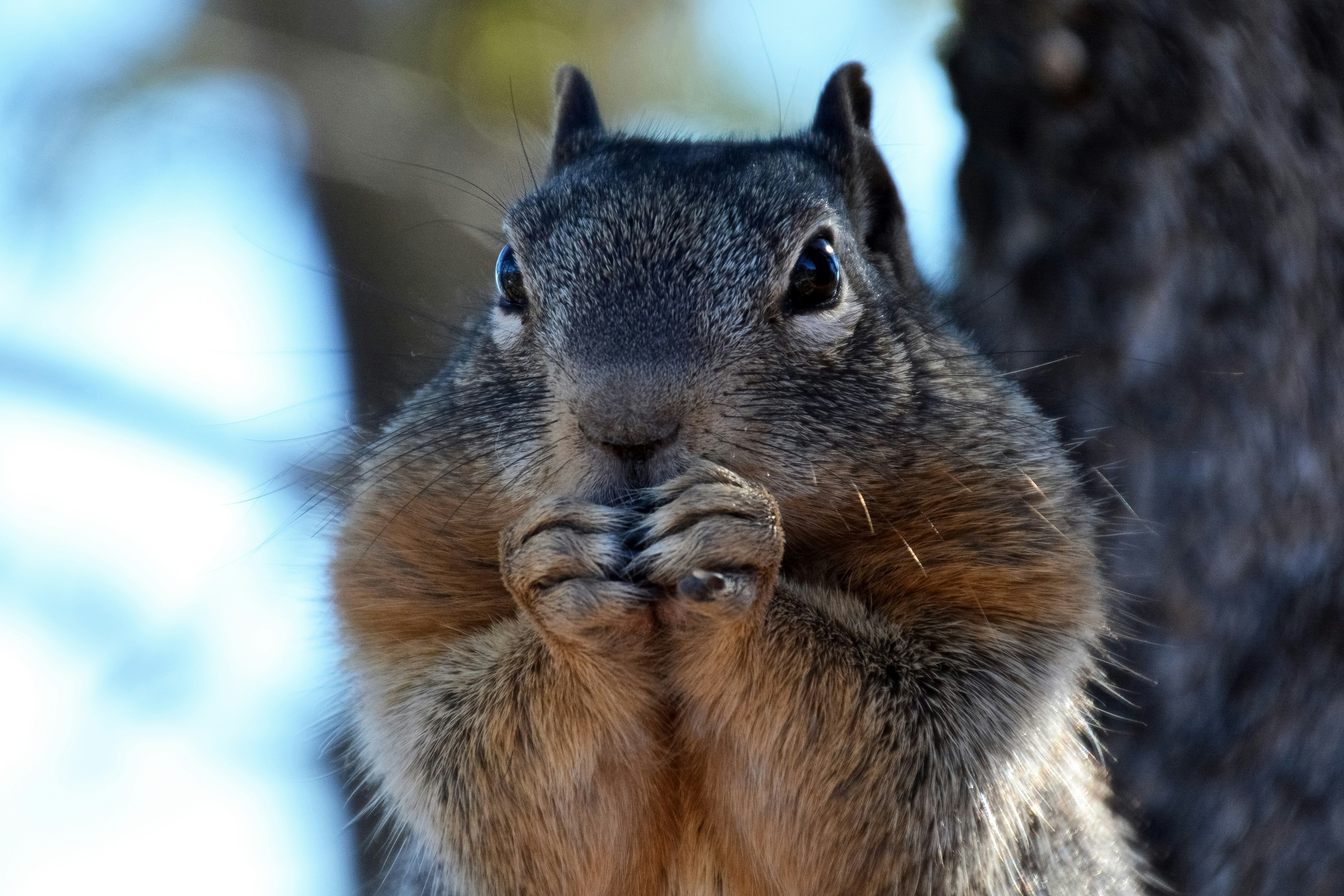 brown and black squirrel on snow covered ground during daytime